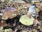 Ízletes vargánya (Boletus edulis), Somogy. Nyomásra, sérülésre nem színeződő csöves termőréteg
